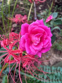 無料鑑定のお客様へ再度のお願い